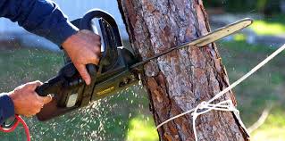 Best Firewood Processing and Delivery  in Crystal Lawns, IL