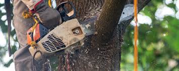 Best Soil Testing and Treatment  in Crystal Lawns, IL