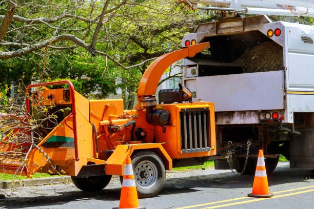 Best Tree Removal  in Crystal Lawns, IL