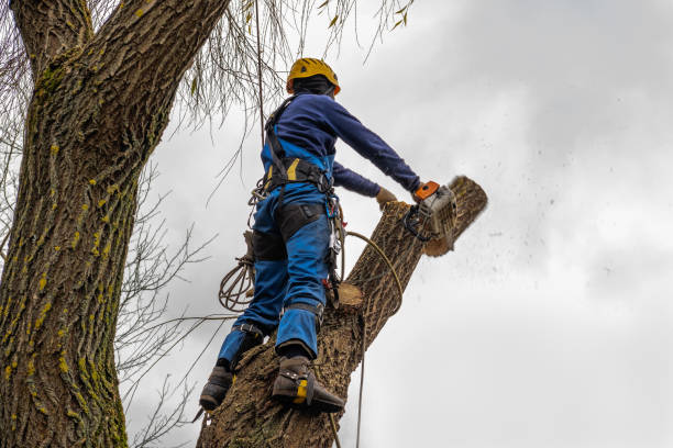  Crystal Lawns, IL Tree Services Pros