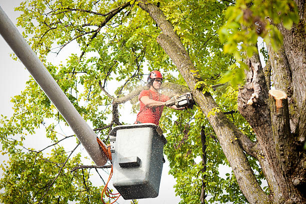 Best Hazardous Tree Removal  in Crystal Lawns, IL